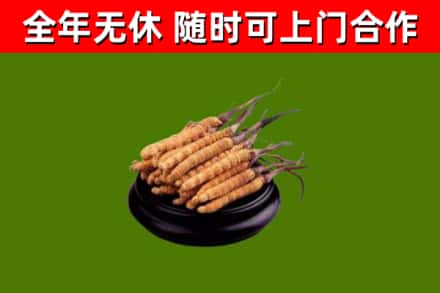吴兴回收冬虫夏草